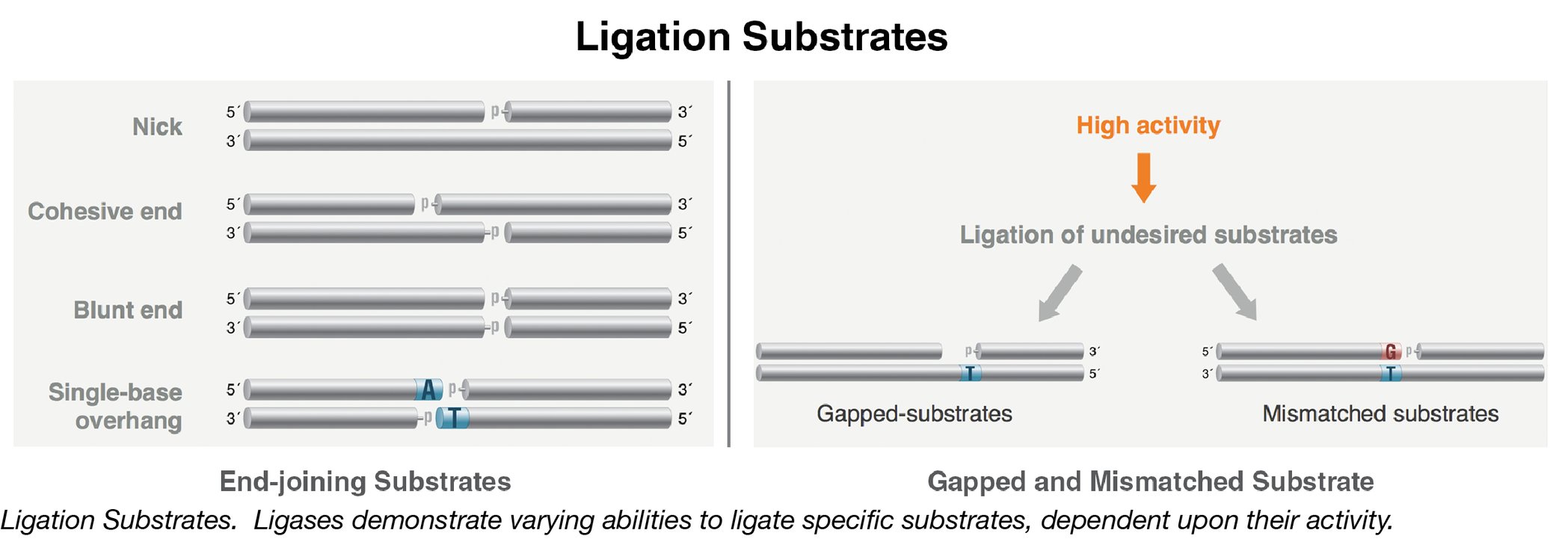 When Fidelity Matters A frank discussion about ligase fidelity
